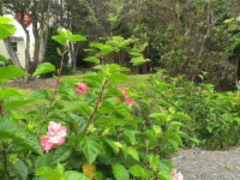 Volcano Hale Hotels in Volcano