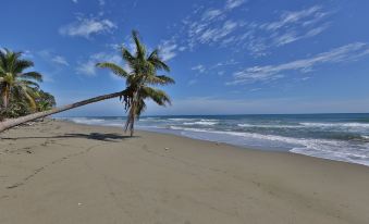 a lone palm tree is standing on a sandy beach near the ocean , creating a picturesque scene at Beachcomber at Las Canas