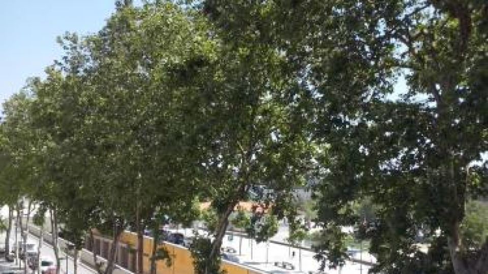 Nas Palhas Deitado