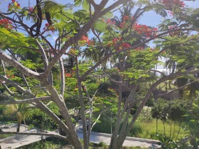Garden Kae Funk Sunset Bungalows Photo