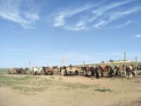达茂旗蒙古人家旅游接待部落 - 其他