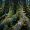 Redwood_101