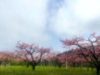 千岛湖桃岭云涧民宿 - 八室三厅套房