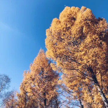 There Is No Shortage of Living Accommodation in Harbin