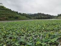 恩施牟菊平客栈 - 一室单床房