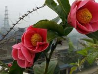 桂林玫瑰庄园度假民宿 - 温馨露台房