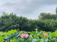 信阳老宅子乡宿农家院 - 湖景一室二床房