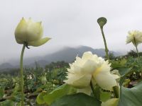 武义十里荷花民宿 - 十里一室单床房