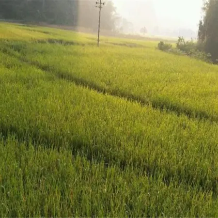 Suining Longyin Inn
