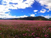 理塘汉戈花村星空帐篷营地 - 其他