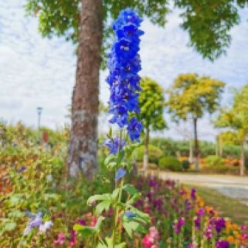 評論圖片 1