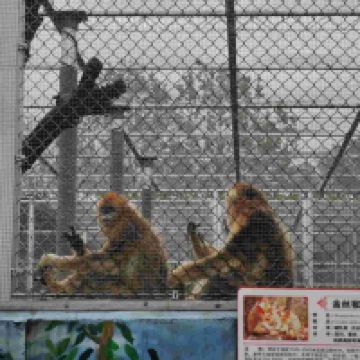 評論圖片 2