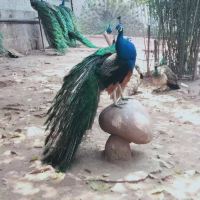 評論圖片 2