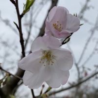 評論圖片 3