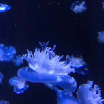 評論圖片 7