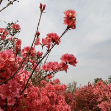評論圖片 8