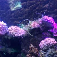 評論圖片 1