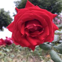評論圖片 1