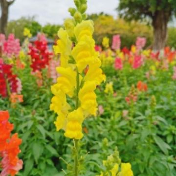 評論圖片 4