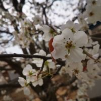 評論圖片 2