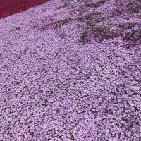 評論圖片 5