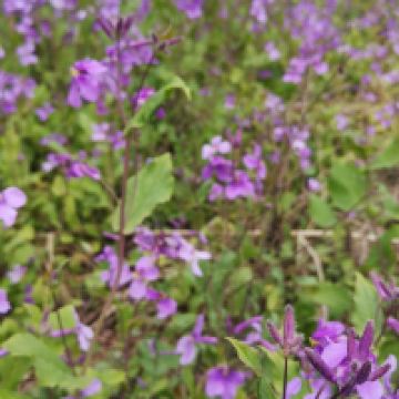 評論圖片 4