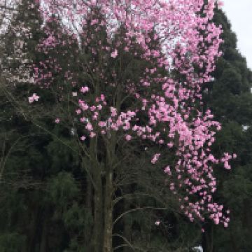 評論圖片 9