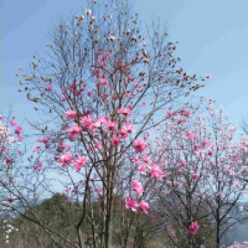評論圖片 7