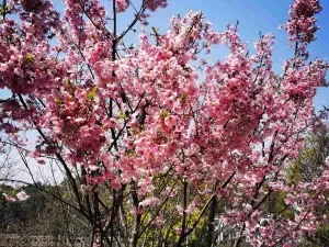 Hunan Forest Botanical Garden