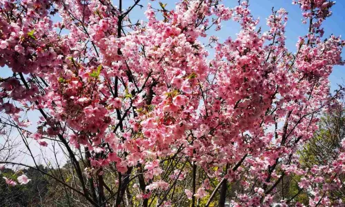Hunan Forest Botanical Garden