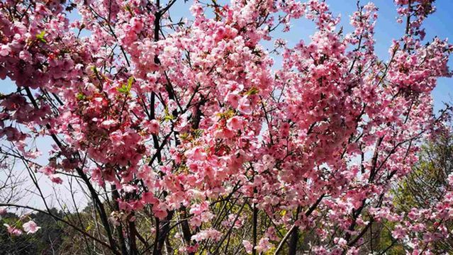 Hunan Forest Botanical Garden