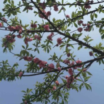 評論圖片 1