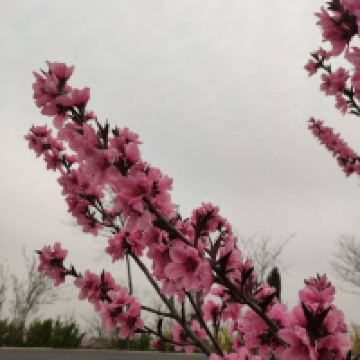 評論圖片 3