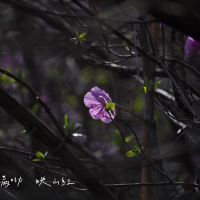評論圖片 4