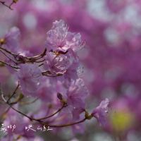 評論圖片 1