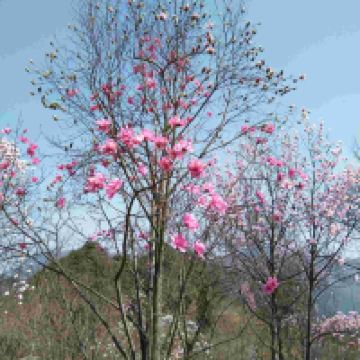評論圖片 8