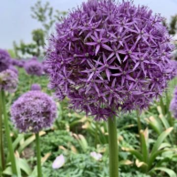 評論圖片 5