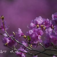 評論圖片 5