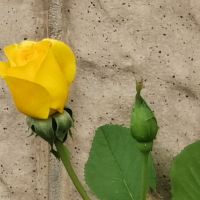 評論圖片 4