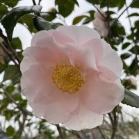 評論圖片 5