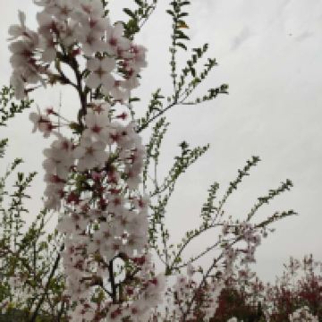 評論圖片 1
