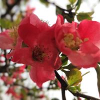 評論圖片 4