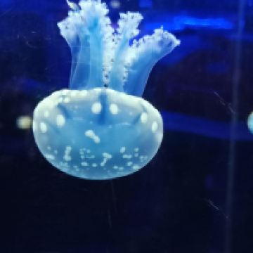 評論圖片 5