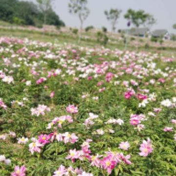 評論圖片 1