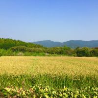 評論圖片 6