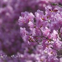 評論圖片 7