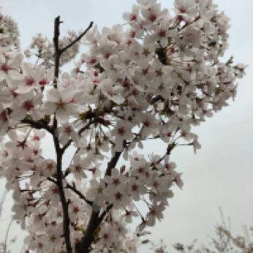 評論圖片 8