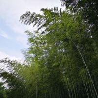評論圖片 3