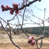 評論圖片 1