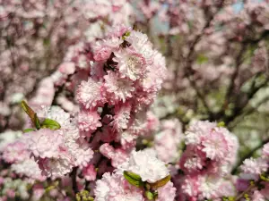 Lion Grove Garden(Shizilin Garden)